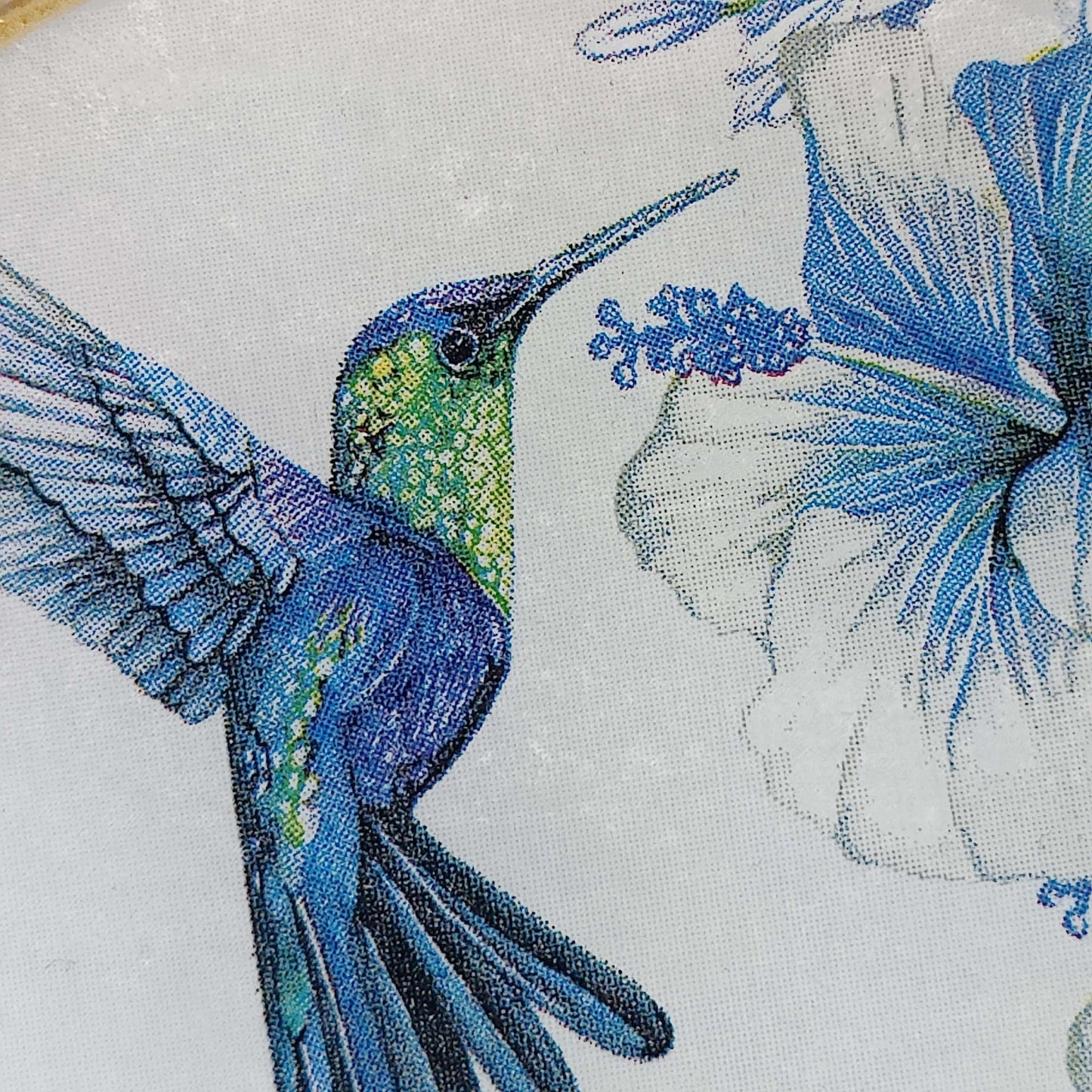 Colibrí azul