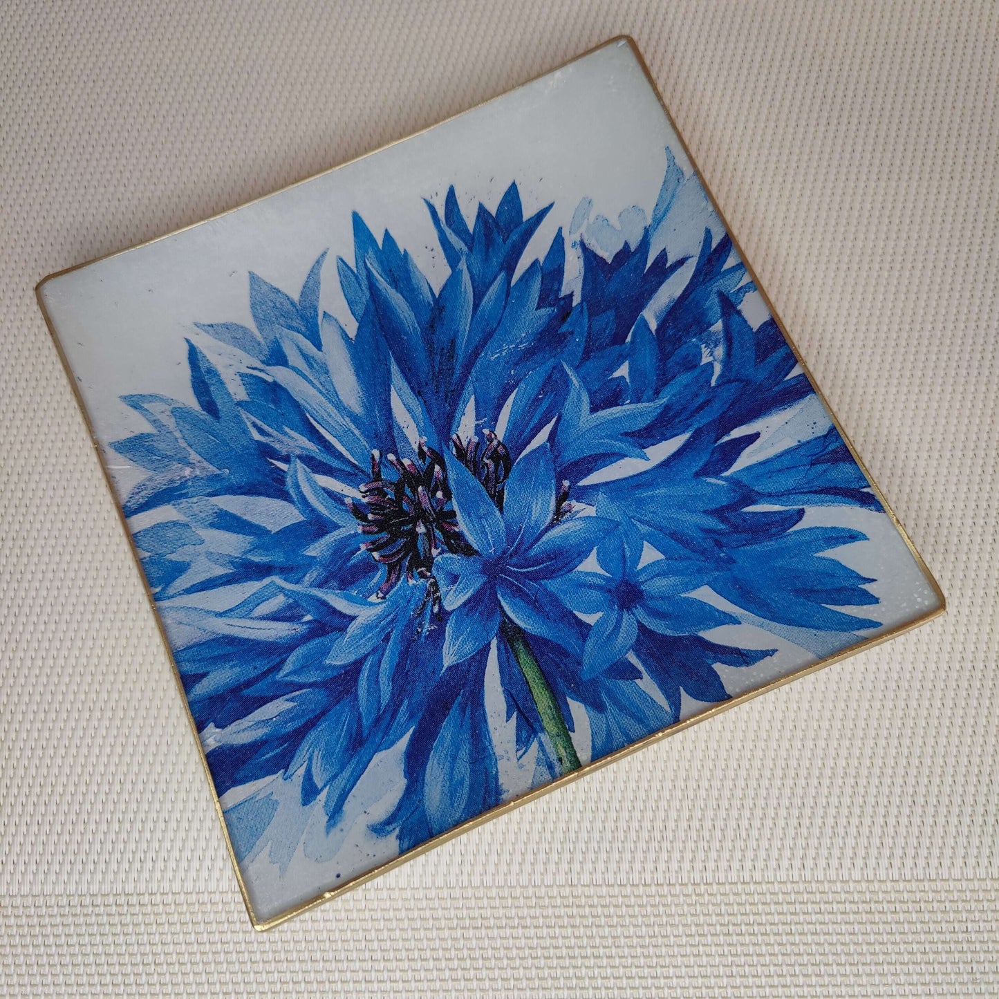 Flor crisantemo azul